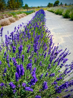 Lavender Bloom